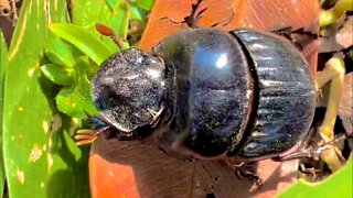 Insect Walking Sound, Sound Effect