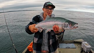 2023 Puget Sound Humpy/Pink Salmon INVASION HAS BEGUN! Huge Salmon Runs!!!!