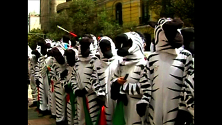 Bolivian Road Safety Zebras