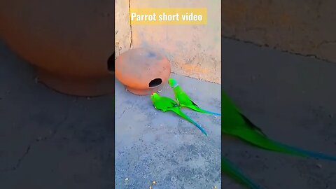 Parrot sound || parrot talking video #shorts #parrotsound #youtubefeeds