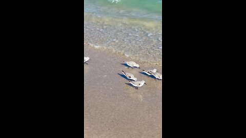 Little Birds Dodging Waves