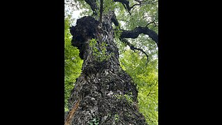 The huge tree that Jack climbed!