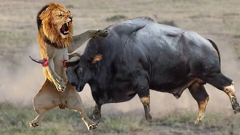 Lion catches ##buffalo for eating # buffalo died# two lion killed buffalo #jungle animal