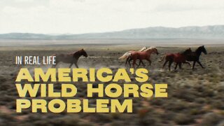 In Real Life: America’s Wild Horse Problem