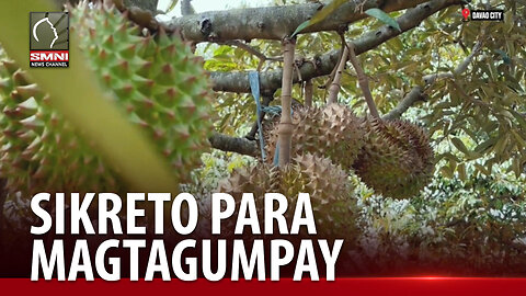 Sikreto para magtagumpay sa durian business, ibinahagi ng isang dating gobernador