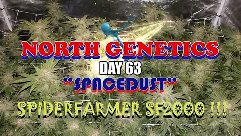 Summer Stock episode 10 ! #NorthGenetics - #Spacedust 👽 #SpiderFarmer #sf2000 day 63 ❄🔨