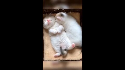 Funny Cute Kittens 🐱 😇😇❤️