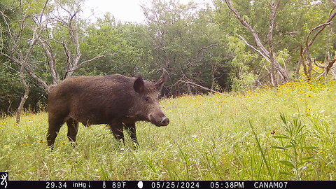 One Last Walk for a Big Boar