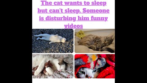 Cute and funny cats videos she wants to sleep but someone is disturbing him, you will laugh so hard