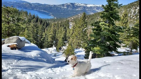 Jack Russell Terriers life: Ares has his first hike in snowy