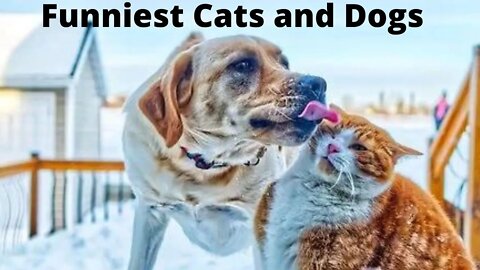 Funniest Cats and Dogs - Best Of The 2022 Funny Animals Videos 🐱🐶 #16
