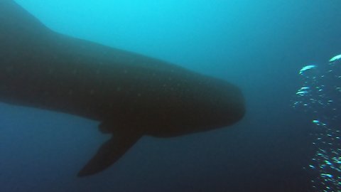 Enormous whale shark descends through divers from above