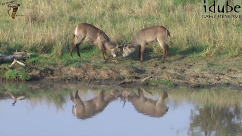 Young Waterbuck Fight Reflected