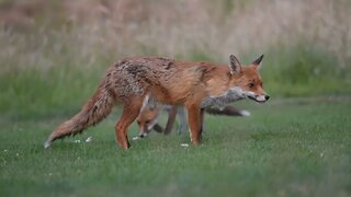 Foxes at play