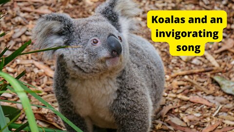 Koalas and an invigorating song