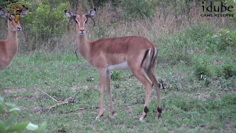 Rare Footage! | Female Impala With Horns!!!