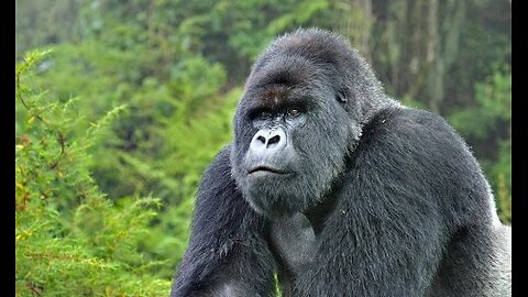 Mountain Gorilla