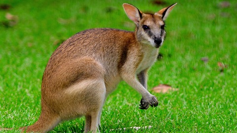 Rejected Joey Finds New Cosy Home