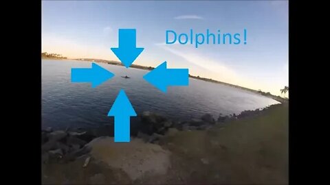 Dolphins in Mission Bay!