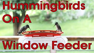 Hummingbirds feeding on an Aspects Jewel Box Window Feeder with Ant Moat