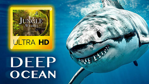 THE DEEP OCEAN | ULTRA HD / Full Documentary - Wild Life in Jungle