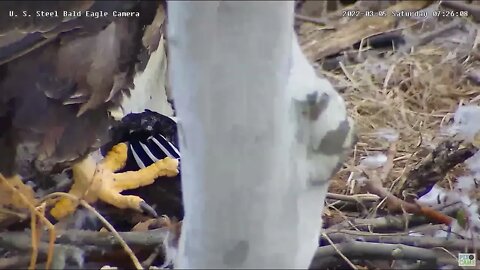 USS Eagles - Hooded Merganser food drop