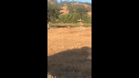 Bull Elk challenged to a fight