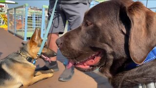 Milwaukee area non-profit connects man's best friend with veterans to help them heal post-service