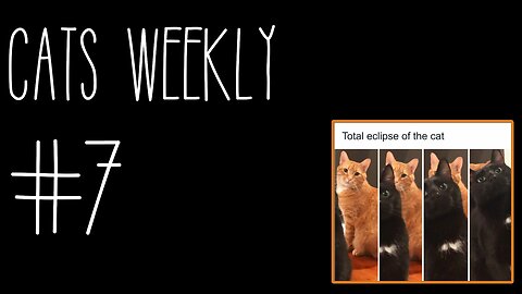Cats Weekly (#7) – Give me da treats