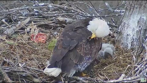 Hays Bald Eagles H16 helping Mom aerate the nest 2022 04 04 12:55