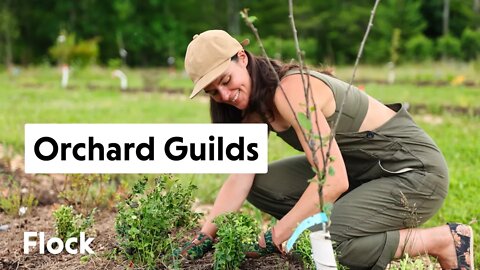 Permaculture ORCHARD GUILD Framework — Ep. 136