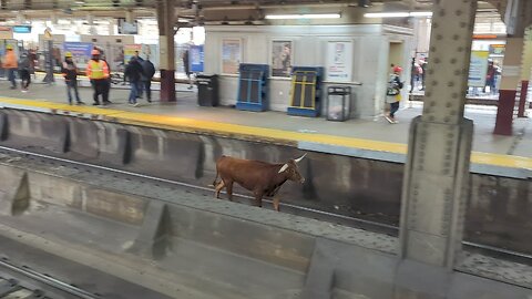 Runaway BULL spotted at New Jersey train station #shorts