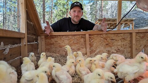 Raising 125 Chicks: Our Brooder Setup