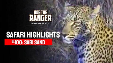 Safari Highlights #100: 04 - 06 June 2011 | Sabi Sand Nature Reserve | Latest Wildlife Sightings