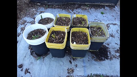 Bucket Potato Harvest 6/24/24