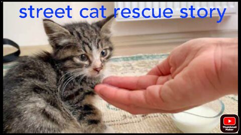 Rescue Kitten From The Street