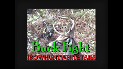 26. A Buck Fight