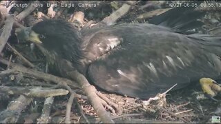 Hays Eagles Juvenile H15 closeup in the nest 2021 06 05 9:55AM