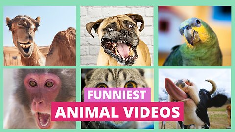Funniest Animals Videos 2024🤣Best Of The 2024 Funny Animal Videos
