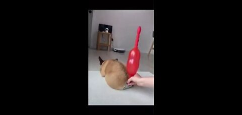 The power of dog's fart funny animal