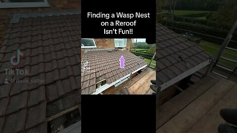 Finding a Wasp Nest for n a Reroof Isn’t Fun! #roofing #wasps