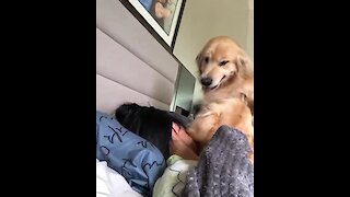 Hyperactive Golden Retriever Hilariously Wakes Up Owner