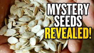 IDENTIFIED: Mystery Seeds from China