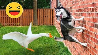 New Funny Animals 😂 Funniest Cats and Dogs Videos 😺🐶 Part 39
