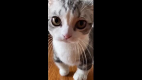 cat playing and recording a video