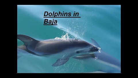 Dolphins in Baja