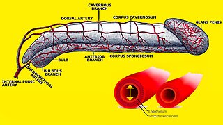 ➜ How to increase blood flow to the P3NIS ➜ Treatment of erectile dysfunction