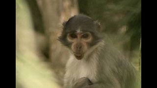 Mangabey Monkeys Make Rare Animal List