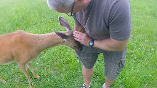 Smart deer learns how to get treats from pockets