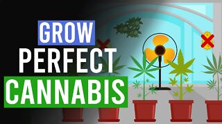 Grow the Perfect Cannabis: 10 Top Tips!